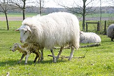 Rund um die Geburt beim Schaf