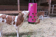 Fleckviehkalb mit Beschäftigungsmaterial auf einem MuD Tierschutz-Betrieb
