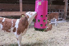 Ein braun-weißes Kalb beschäftigt sich mit einer Heuraufe, die mitten im Stall hängt. Klick führt zu Großansicht im neuen Fenster. 