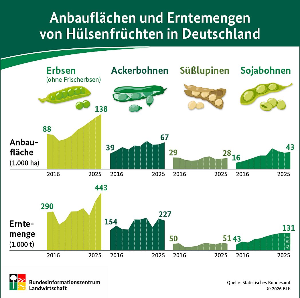 Infografik: Anbauflächen und Erntemengen von Hülsenfrüchten in Deutschland. Klick führt zu Großansicht im neuen Fenster.