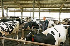 MuD Tierschutz: Verlängerte Laktation zeigt Wirkung! Abschlussveranstaltung VerLak am 1.8.2025 in Berlin und Online