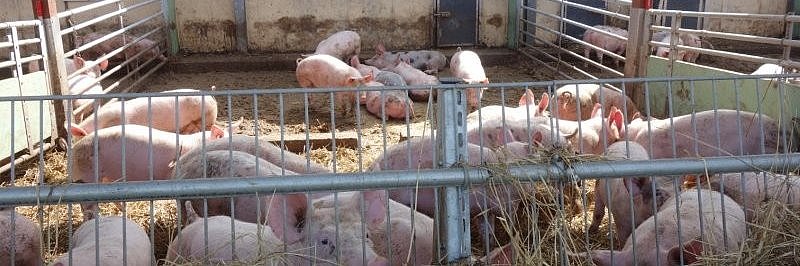 Mastschweine stehen im Auslaufstall. Klick führt zur Großansicht im neuen Fenster.