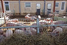 Mehr Tierwohl durch Bundesförderung