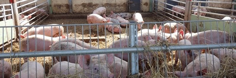 Das Foto zeigt Mastschweine an einer Futterraufe im teilüberdachten Auslauf. Klick führt zur Großansicht im neuen Fenster.