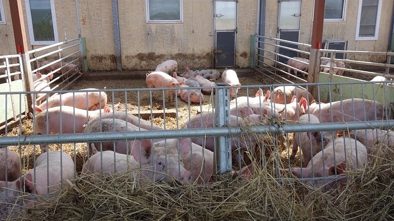 Mastschweine stehen im Auslaufstall. Klick führt zur Großansicht im neuen Fenster.