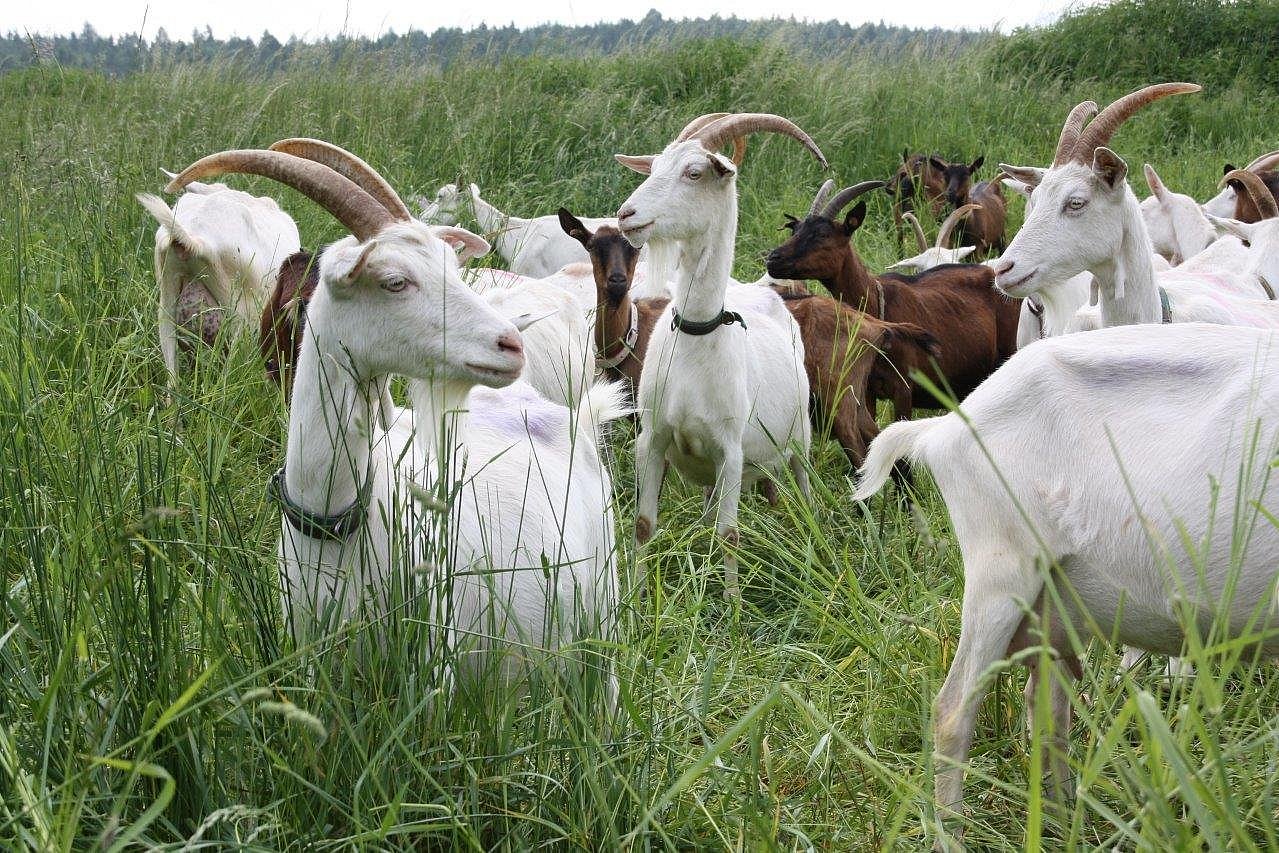 Mehrere Milchziegen fressen im hohen Gras. Klick führt zu Großansicht im neuen Fenster. 