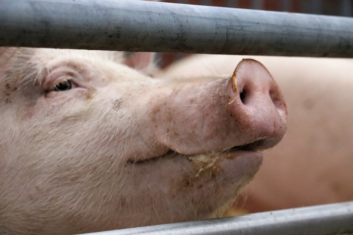 Ein Schwein schaut zwischen zwei zwei Stangen durch. Man sieht nur den Kopf in seitlicher Ansicht. Klick führt zu Großansicht im neuen Fenster. 