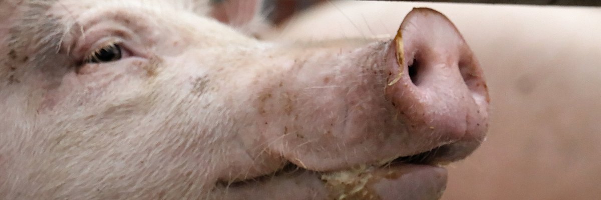 Ein Schwein schaut zwischen zwei zwei Stangen durch. Man sieht nur den Kopf in seitlicher Ansicht. Klick führt zu Großansicht im neuen Fenster. 