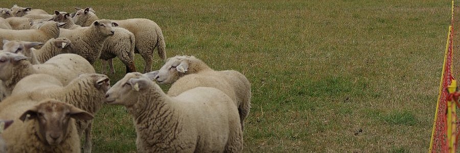 Schafe stehen auf einer Weide.