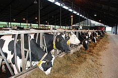 BZL-Webseminar: Verlängerung der Laktationszeit - ein Gamechanger in der Milchkuhhaltung?