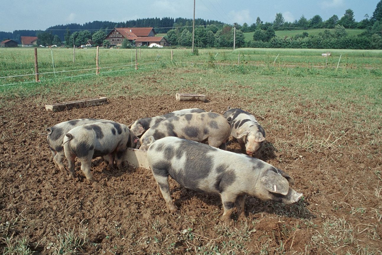 Mehrere Schweine der Rasse Bunte Bentheimer in Seitenansicht auf einer Weide. Klick führt zu Großansicht im neuen Fenster. 