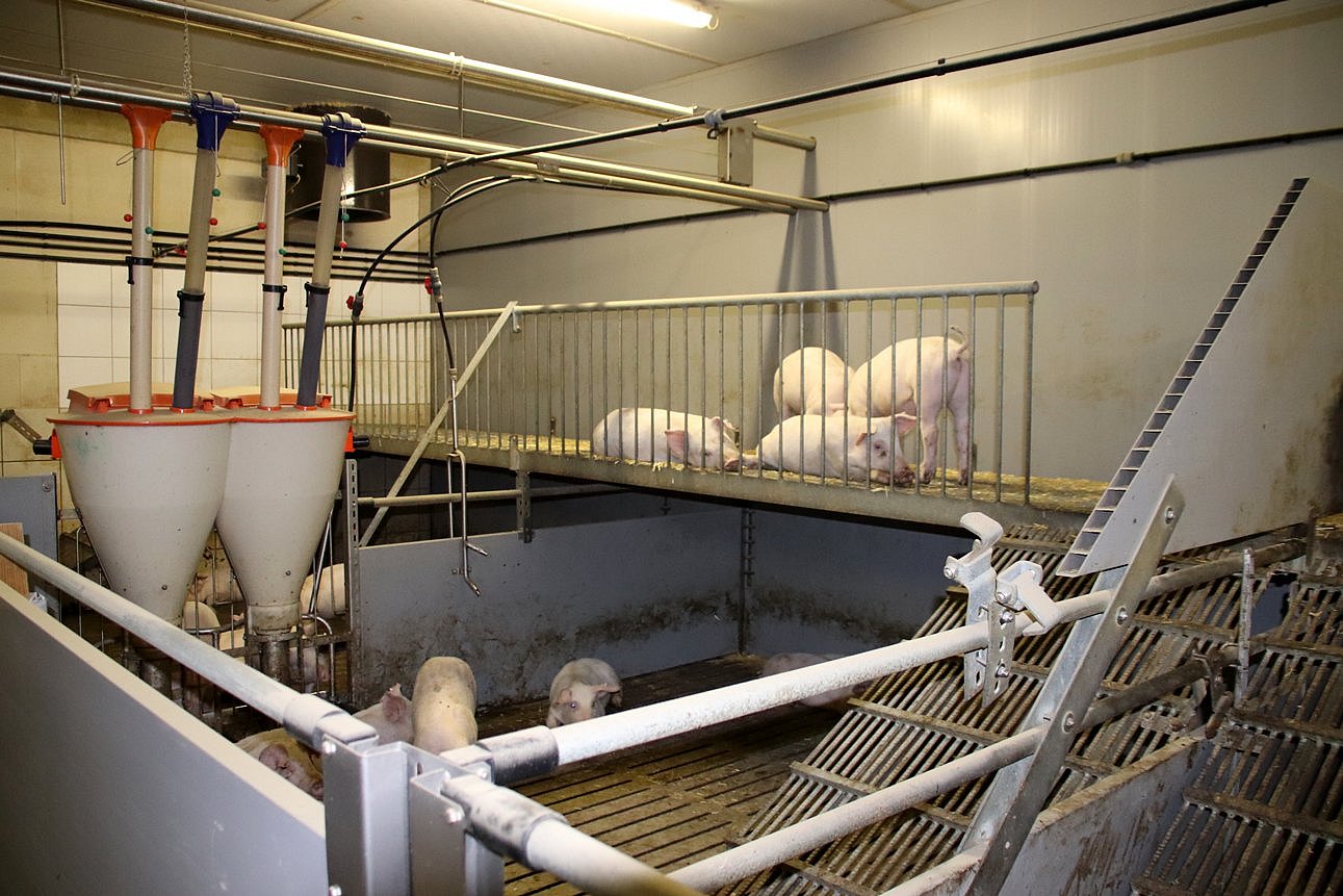 Aufzuchtferkel liegen auf der zweiten Ebene ihrer Bucht. Klick führt zu Großansicht im neuen Fenster.