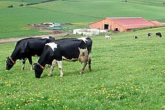 FLI: Neues Orthobunyavirus bei Rindern in Baden-Württemberg nachgewiesen