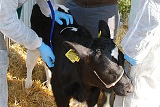 MuD Tierschutz: Kälbergesundheit verbessern - Betriebe gesucht