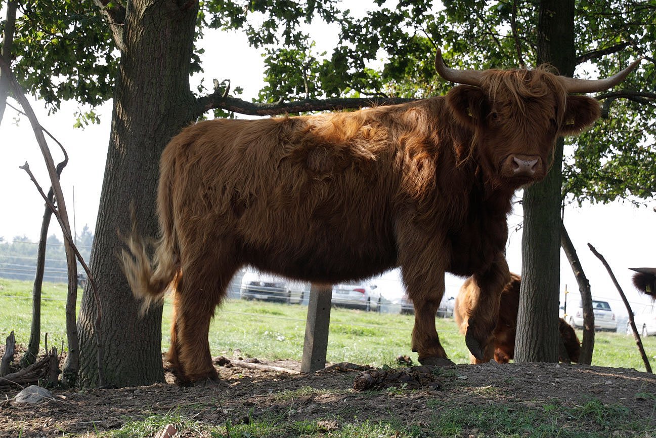 Das Foto zeigt ein Highland-Cattle-Weiderind auf einem Demeterbetrieb auf einer Standweide am Hof. Klick führt zu Großansicht im neuen Fenster. 