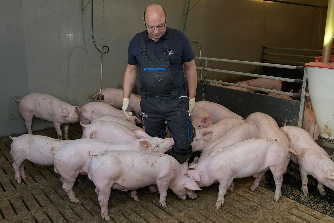 Ein Landwirt steht zwischen mehreren Ebern im Stall. Klick führt zu Großansicht im neuen Fenster.