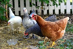 BUNTH: Neues Projekt zum Erhalt bedrohter Hühnerrassen (Frosty Bird)