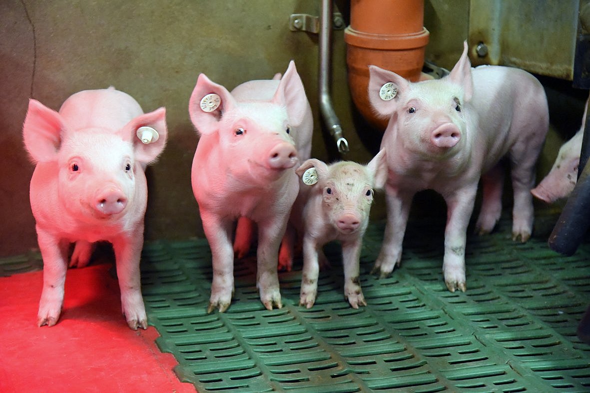 Das Bild zeigt drei normal entwickelte Saugferkel und gleichaltriges, nur halb so großes Ferkel. Klick führt zu Großansicht im neuen Fenster.