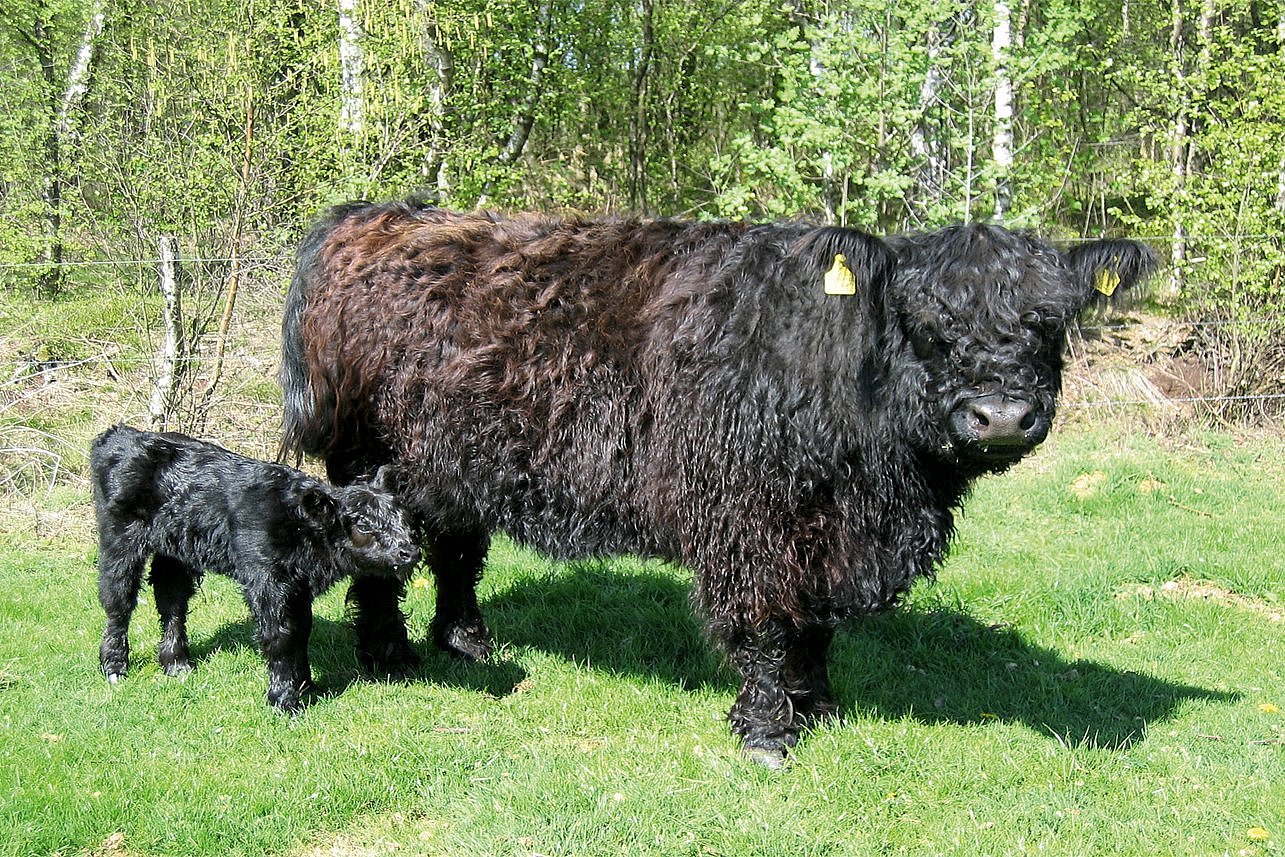 Eine schwarze Kuh der Rasse Galloway und ein Kalb. Klick führt zu Großansicht im neuen Fenster. . 