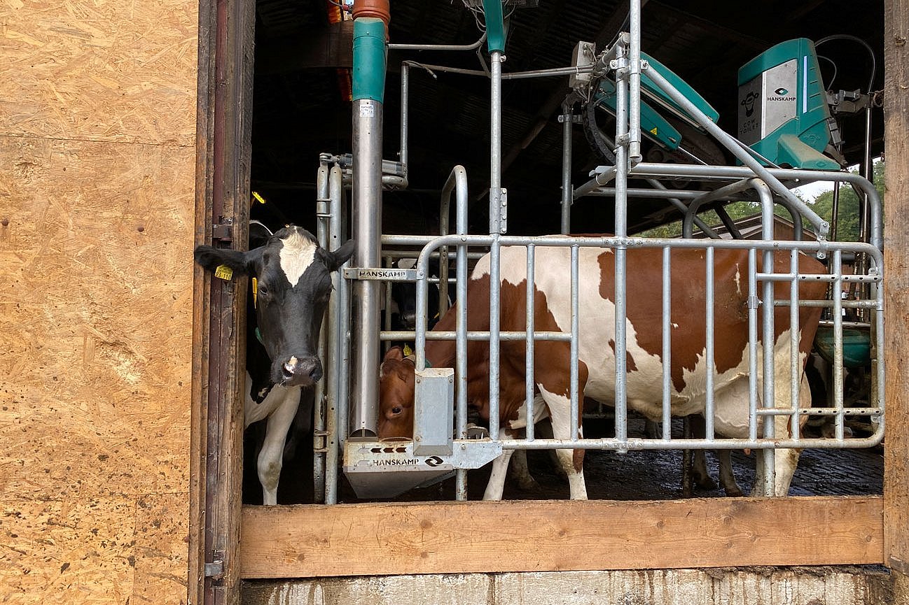 Ein Kuh nutzt eine Kuhtoilette. Klick führt zu Großansicht im neuen Fenster. 