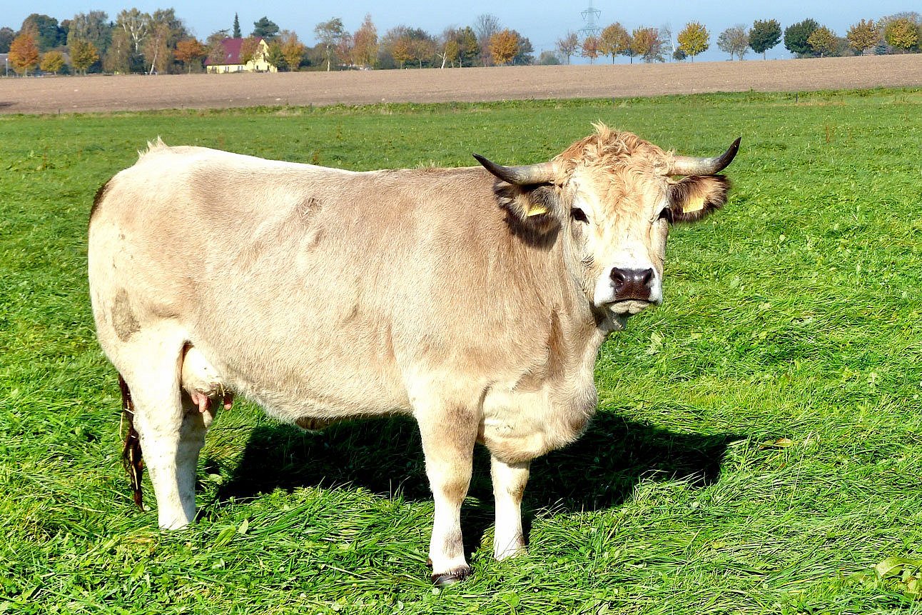 Eine Kuh der Rasse Aubrac in Seitenansicht. Klick führt zu Großansicht im neuen Fenster. 