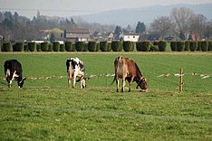 Lumpy Skin Disease (LSD) - Webseminar zur Bedrohungslage und Schutzmöglichkeiten
