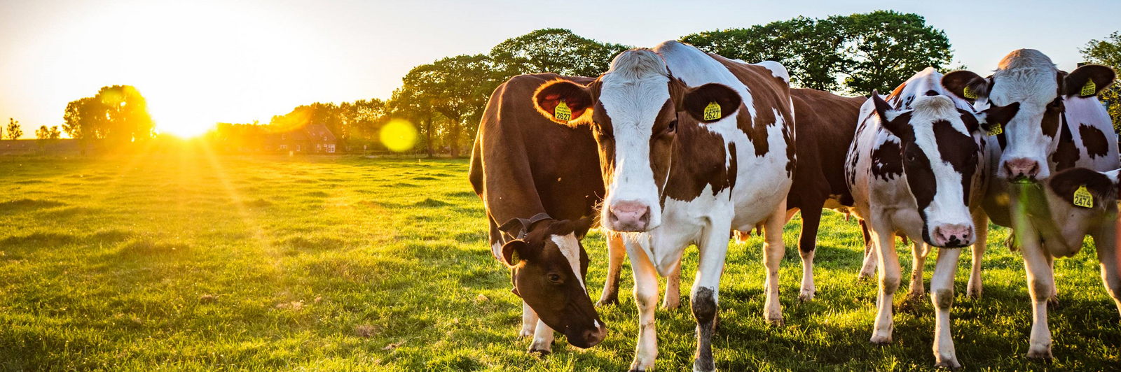 Kühe stehen bei tiefstehender Sonne auf einer Weide. Klick führt zu Großansicht in neuem Fenster.