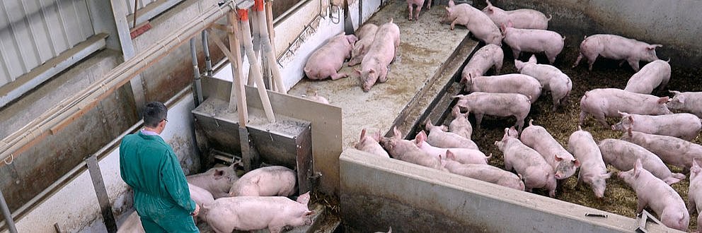 Mastschweine in einer Bucht. Die Bucht ist in verschiedene Funktionsbereiche wie Fress-, Liege- und Kotbereich gegliedert. Klick führt zu Großansicht im neuen Fenster  