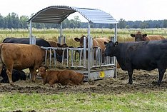 Angus Mutterkühe in Niedersachsen.