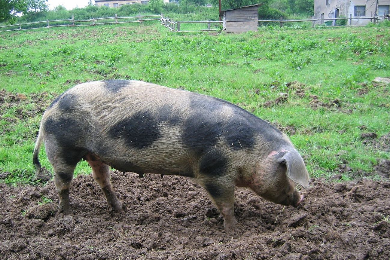 Schwein der Rasse. Klick führt zu Großansicht im neuen Fenster. 