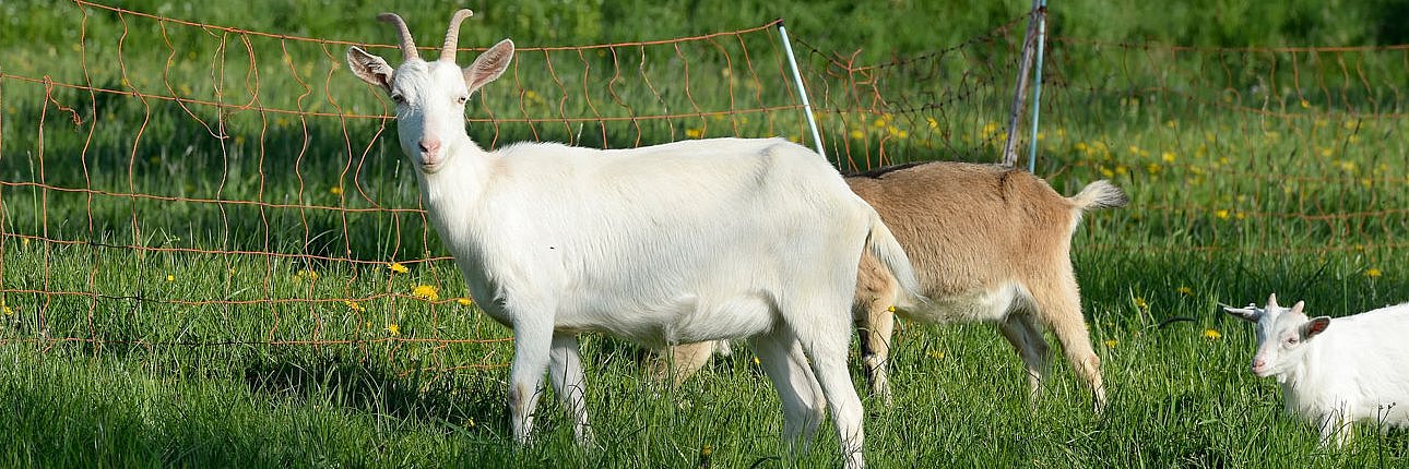 Ziegen auf Weide