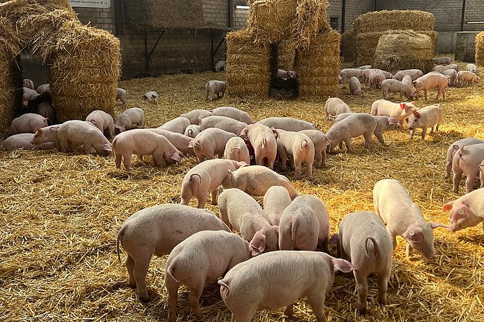 Mit Stroh eingestreuter Schweinestall. Klick führt zu Großansicht im neuen Fenster.