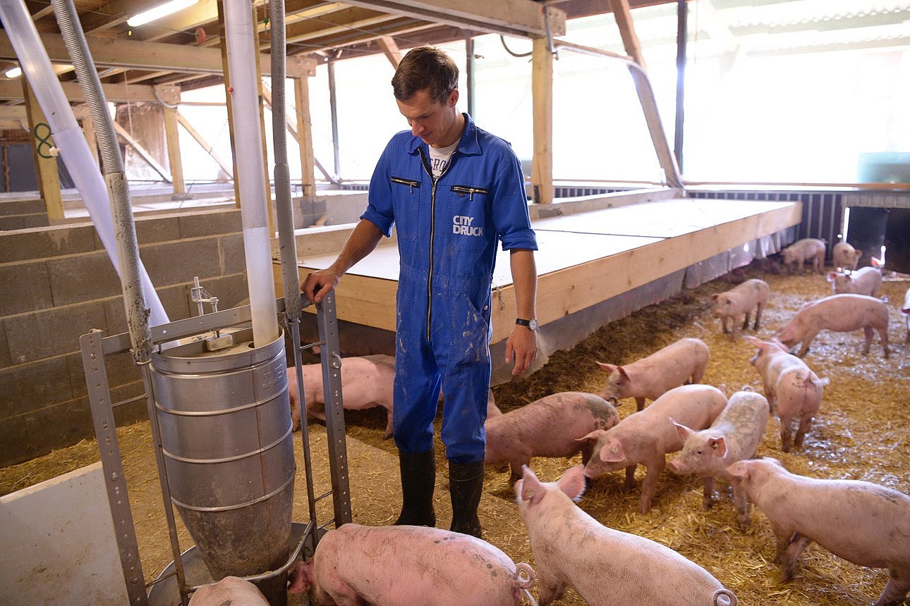 Schweine stehen an einem Futtertrog im Stall und fressen. Klick führt zu Großansicht im neuen Fenster.