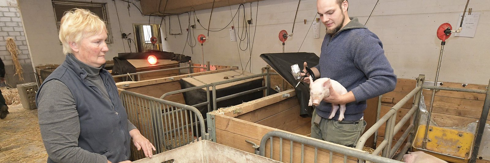 Landwirtin Friederike Jostmann und ihr Sohn Karsten Jostmann selektieren die männlichen Ferkel eines Wurfes und verabreichen ein Schmerzmittel.