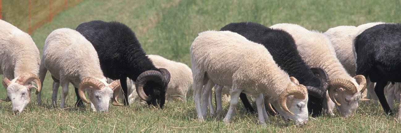 Schafe der Rasse Skudde grasen auf einer Weide.