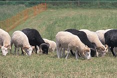 Einheimische und gefährdete Schafrassen
