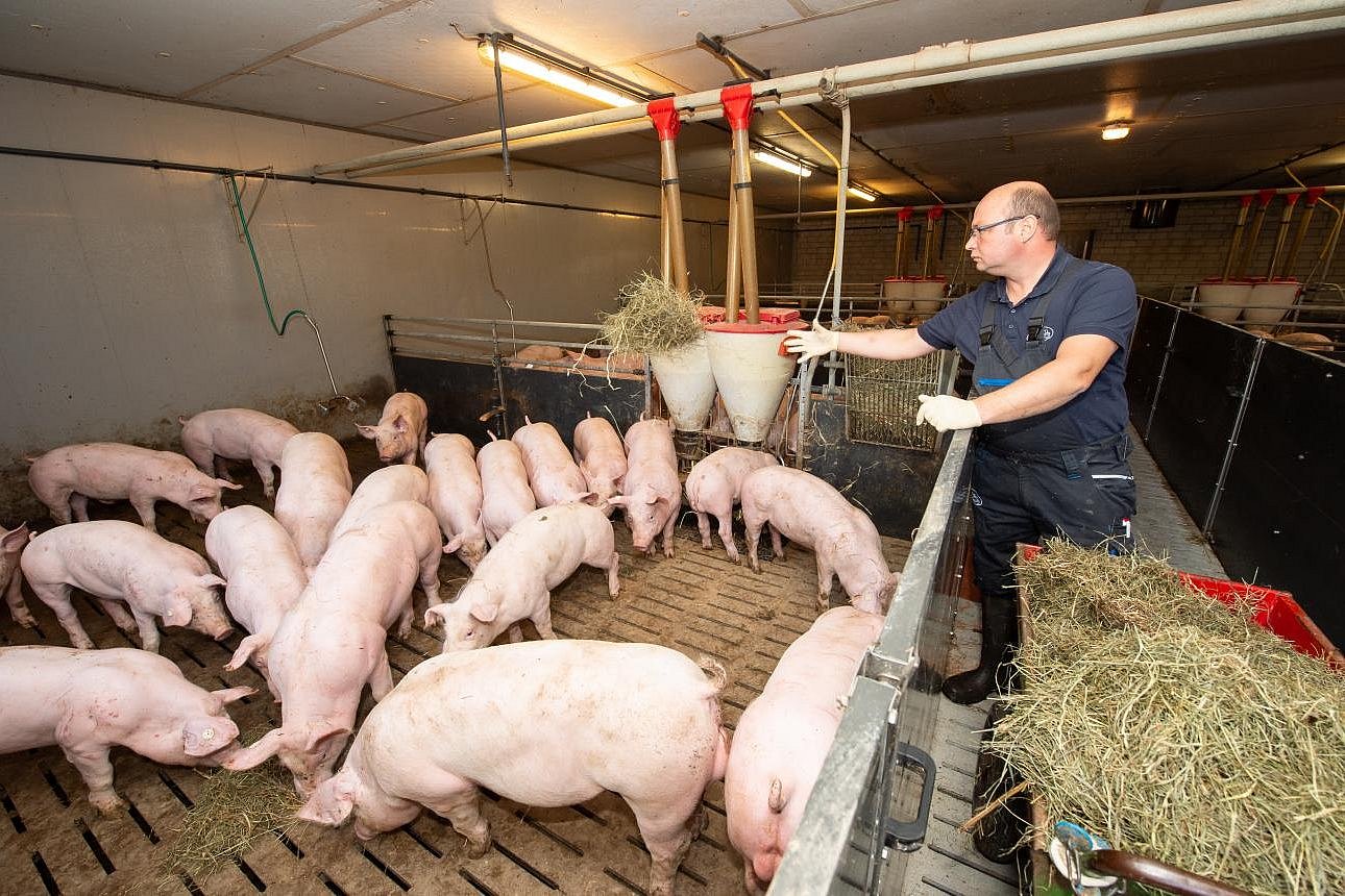 Ein Landwirt wirft Stroh in ein Stallabteil. Klick führt zu Großansicht im neuen Fenster.