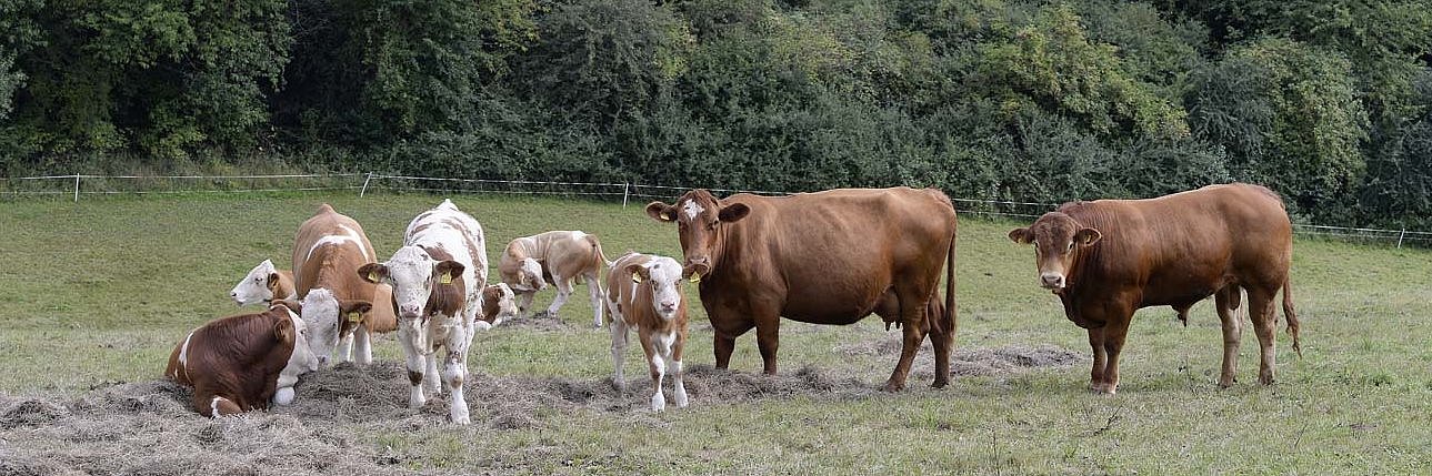 Das Bild zeigt Mutterkühe der Rasse Limousin und Fleckviehkreuzungen mit Bulle und Nachzucht auf der Weide.