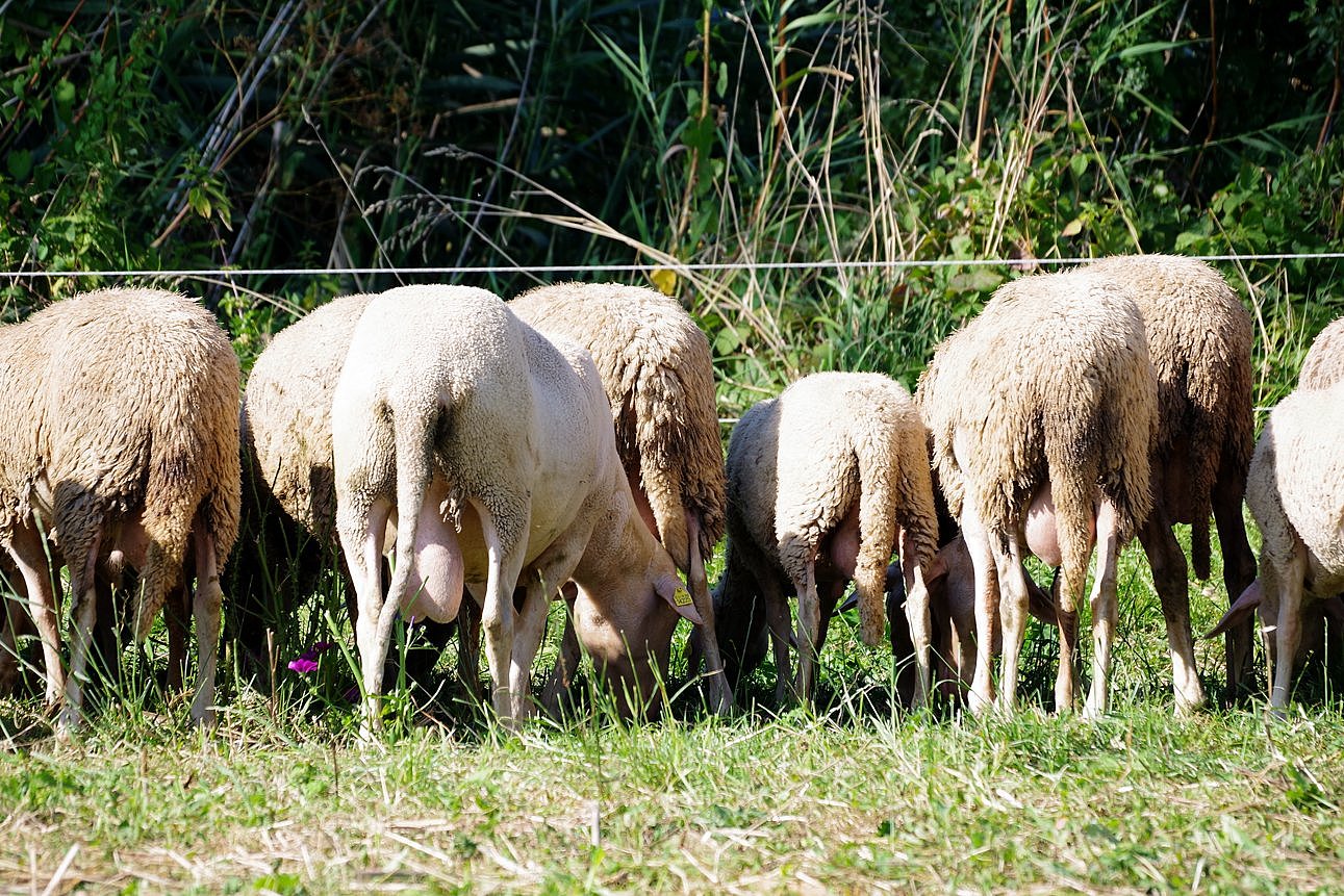 Schafe mit verschiedenen Schwanzlängen auf einer Weide. Klick führt zu Großansicht im neuen Fenster.