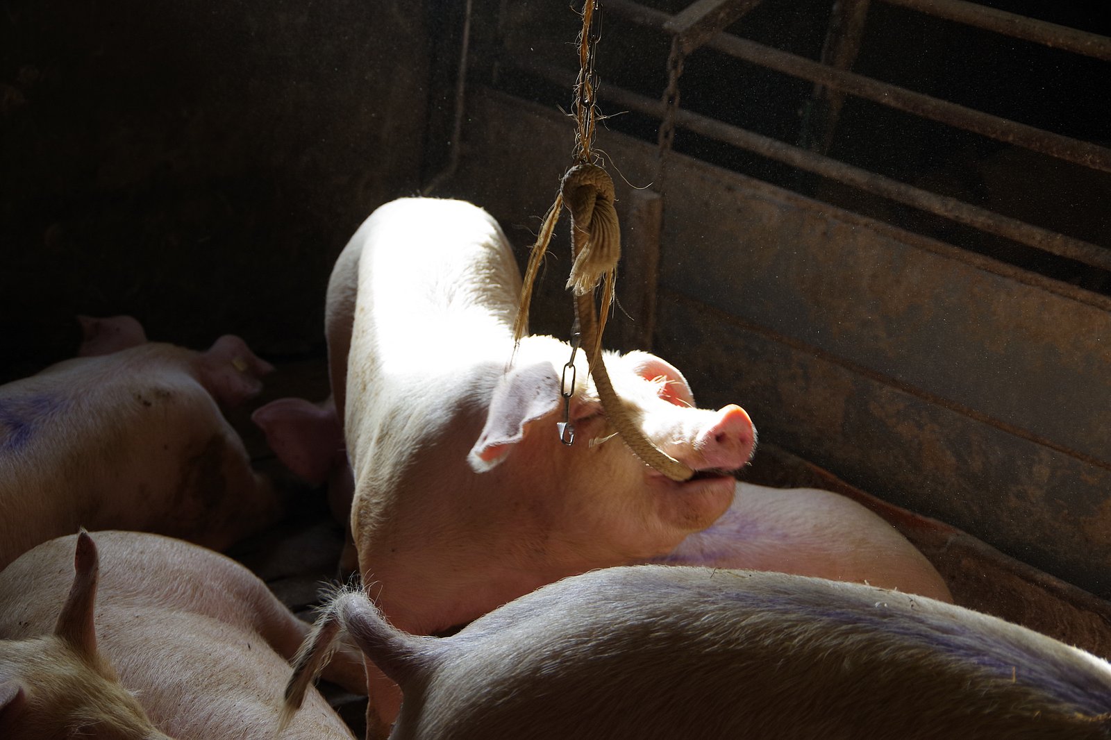 Ein Schwein beißt in eine herunterhängendes Seilende. Klick führt zu Großansicht in neuem Fenster.