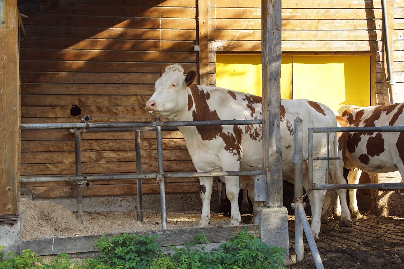 Das Foto zeigt eine rotbunte Kuh, die mit den Vorderbeinen in einer im Laufhof vor dem Stall befindlichen Liegebox steht. Klick führt zu Großansicht im neuen Fenster. 